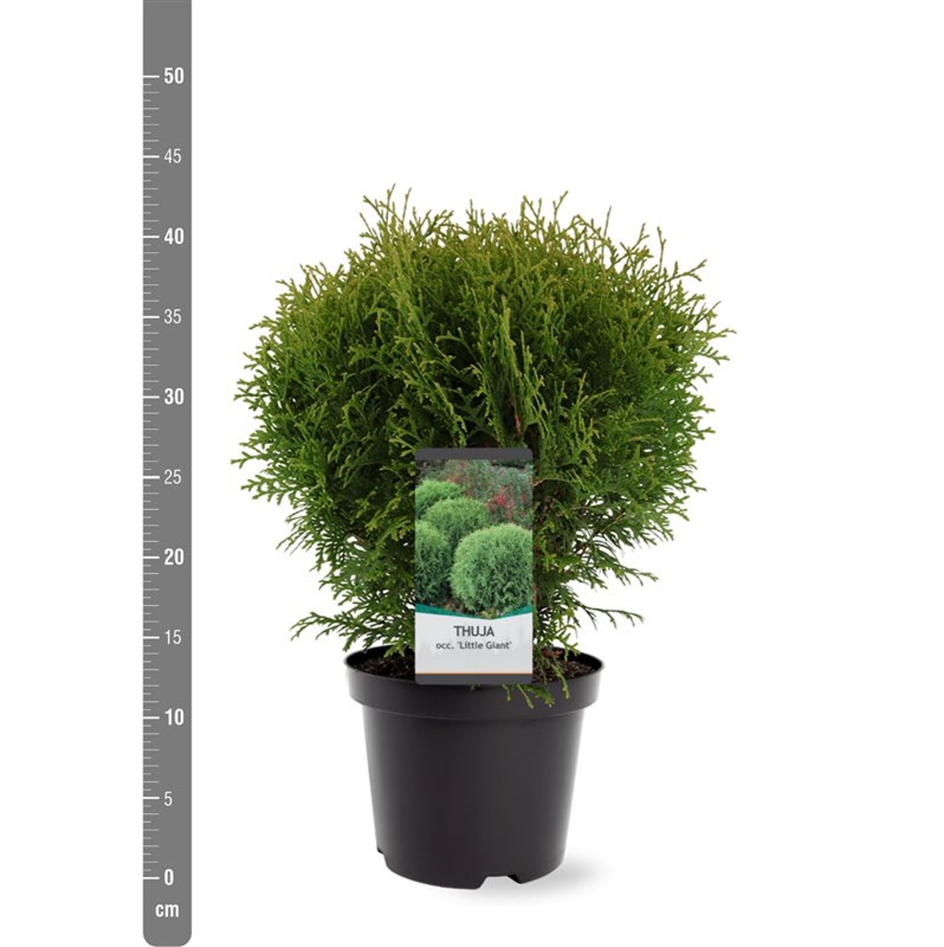 Thuja occ. 'Little Giant' - C3 25-30 CM